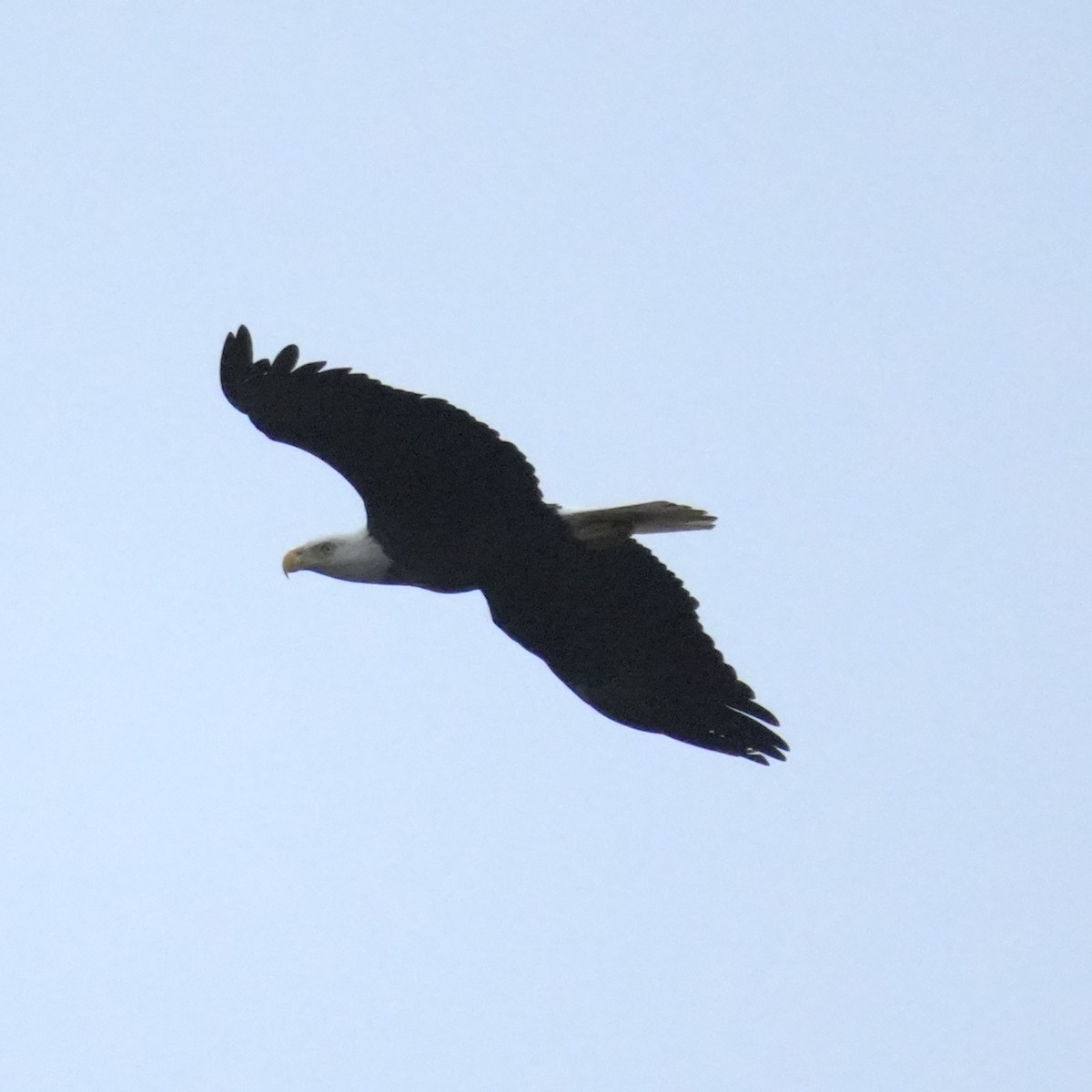 Bald Eagle - ML643301163