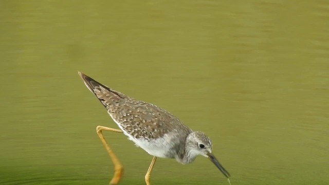 gulbeinsnipe - ML643301168