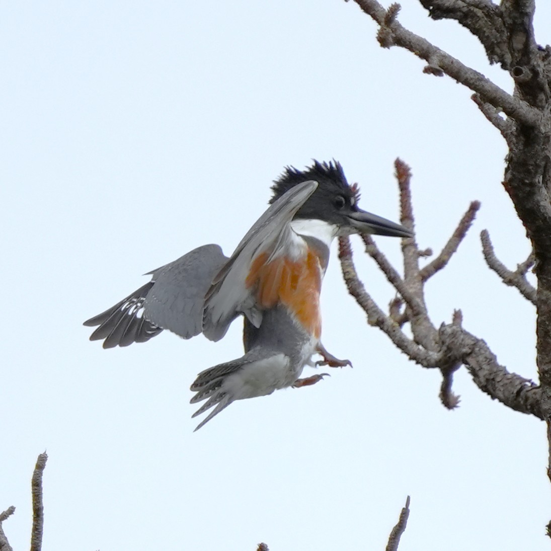 Belted Kingfisher - ML643301183