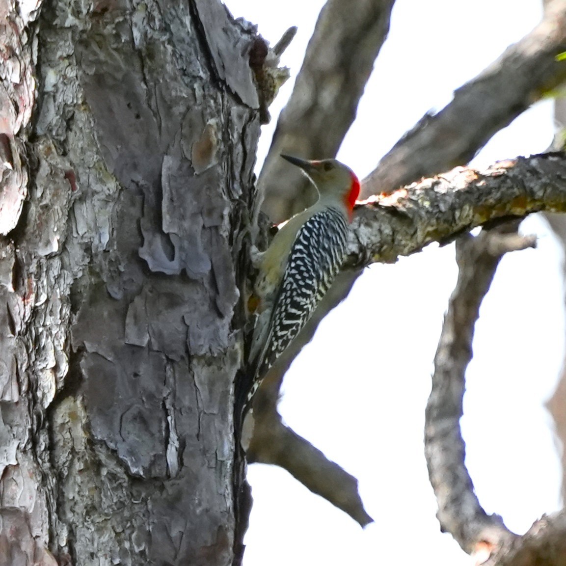 Red-bellied Woodpecker - ML643301195