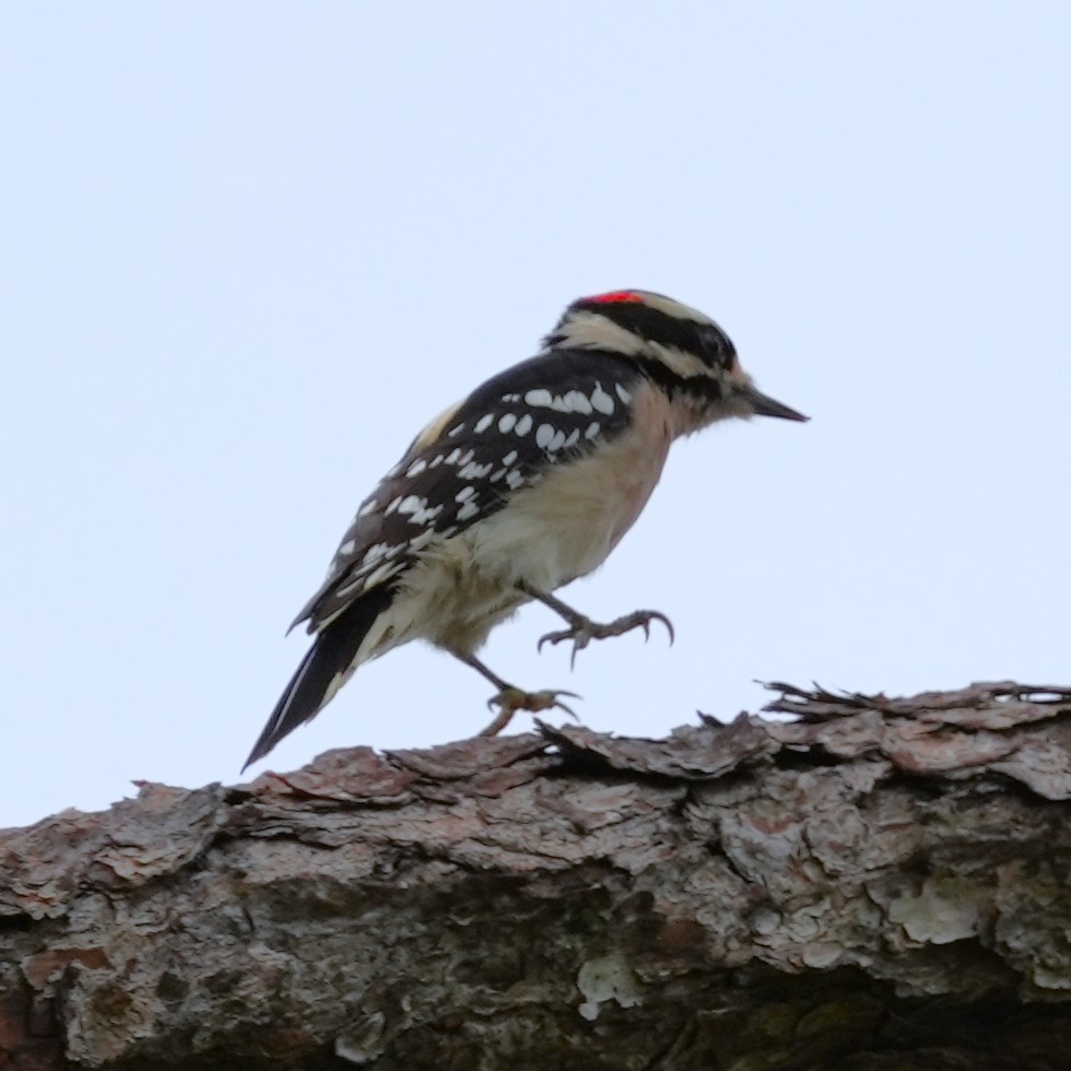 Downy Woodpecker - ML643301206