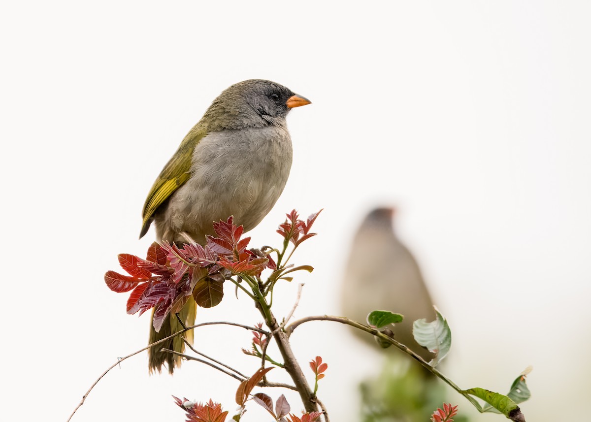 Great Pampa-Finch - ML643301214