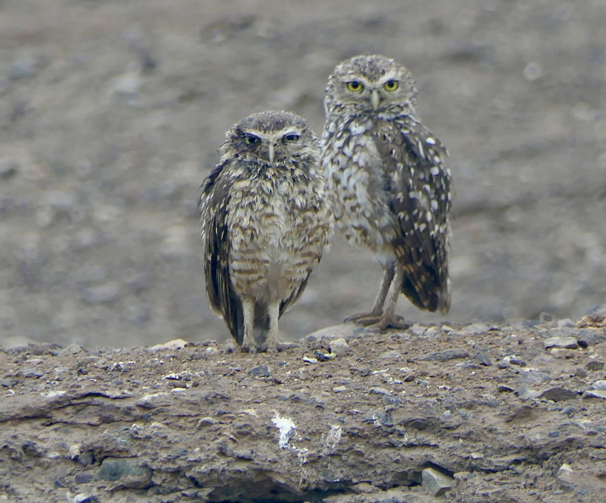 Burrowing Owl - ML643301221