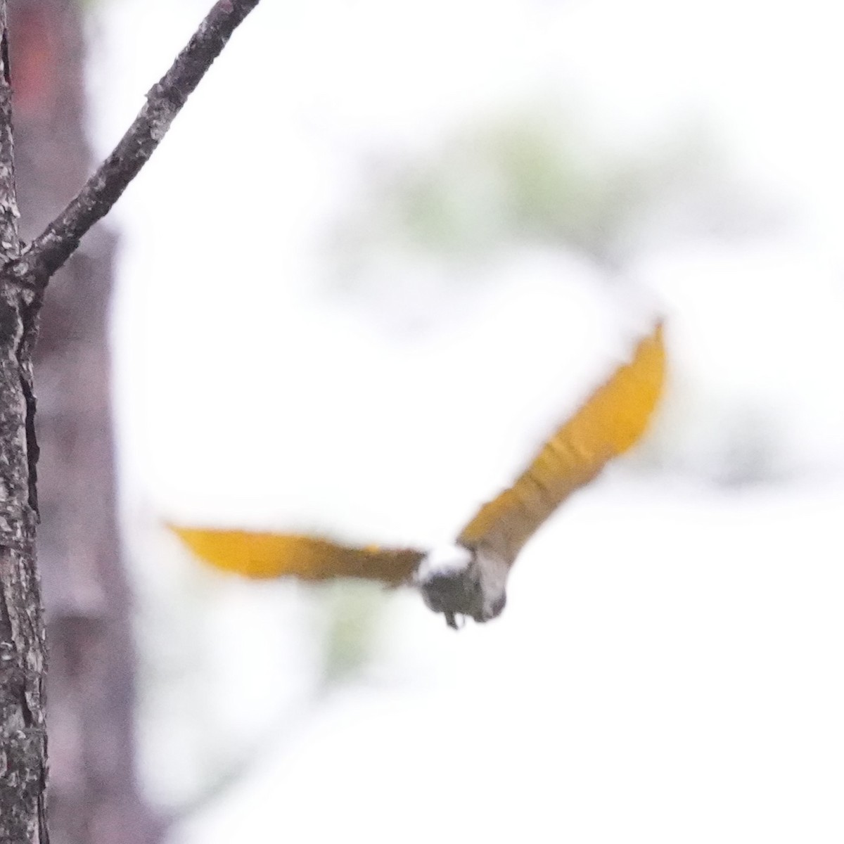 Northern Flicker - ML643301222