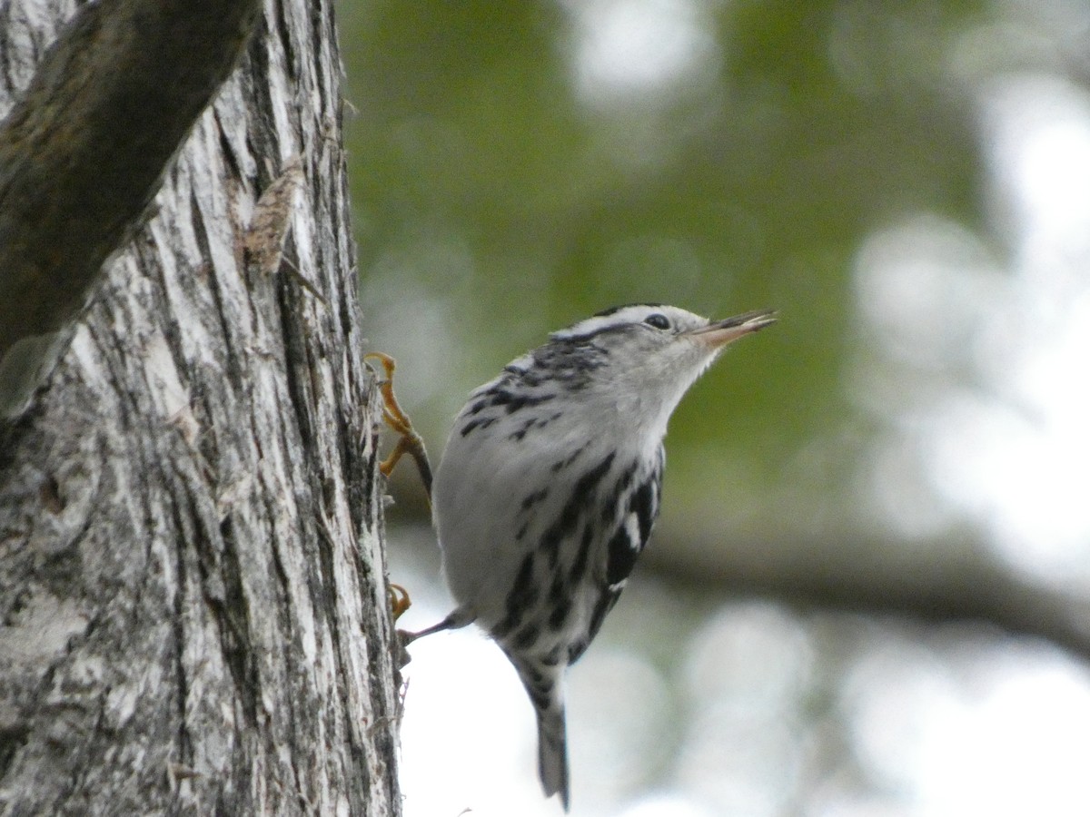 Black-and-white Warbler - ML643301230