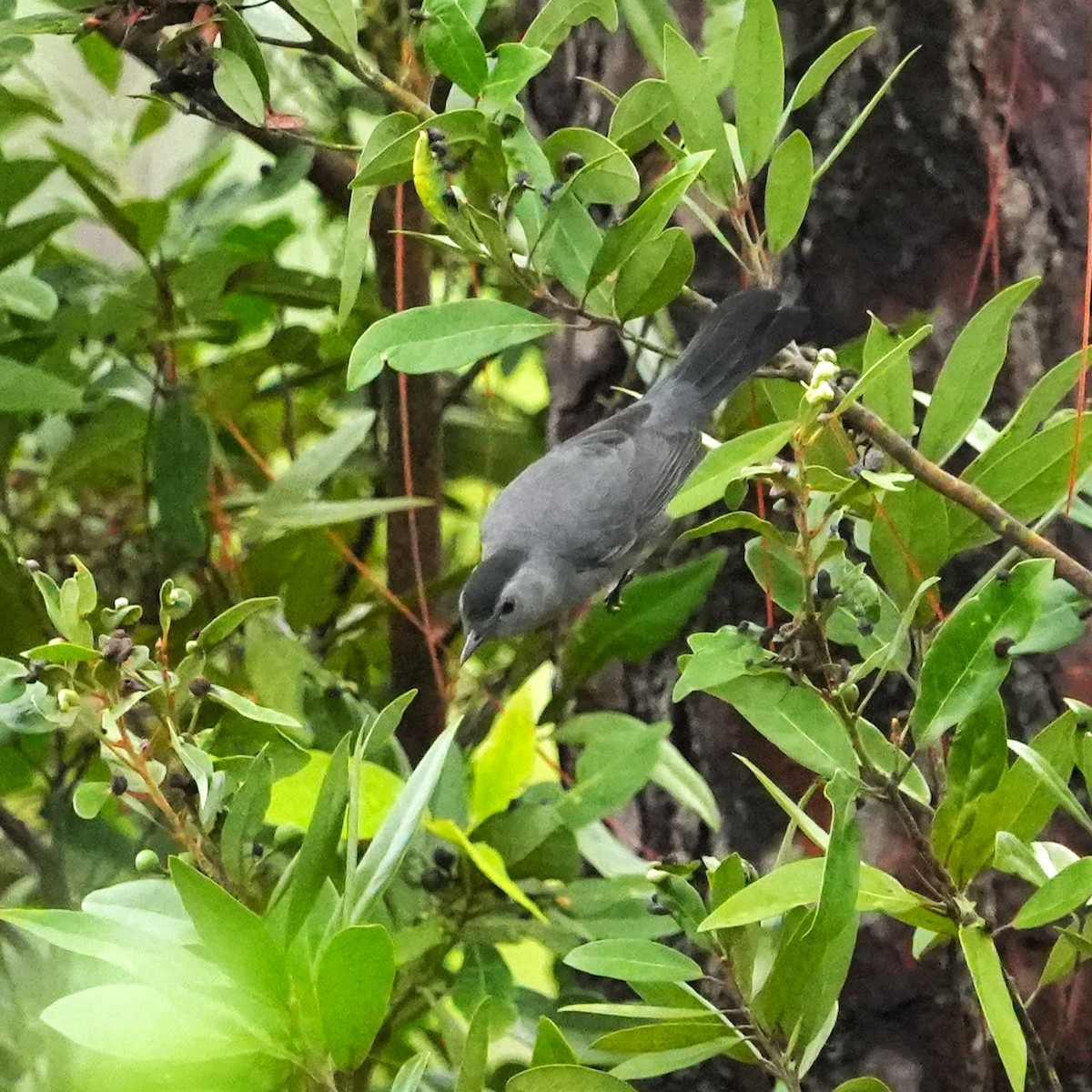 Gray Catbird - ML643301247