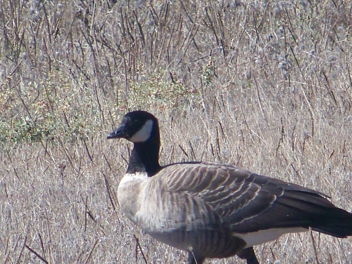 Cackling Goose - ML643301255