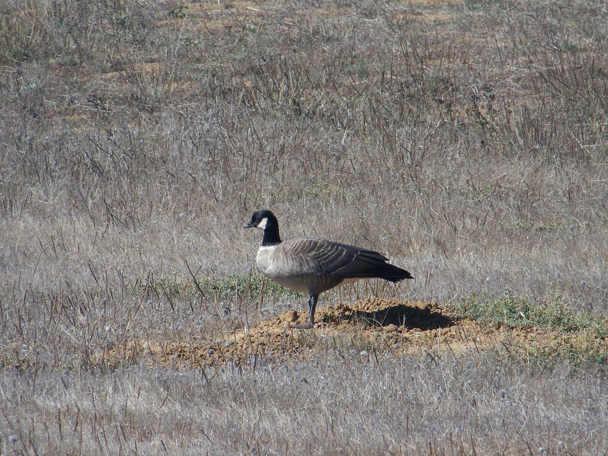 Cackling Goose - ML643301257