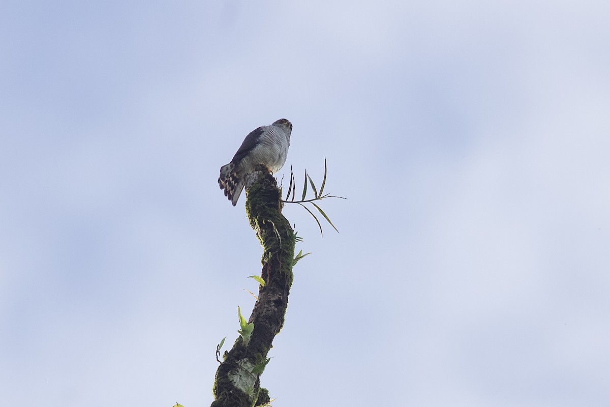 Ястреб-крошка - ML643301278