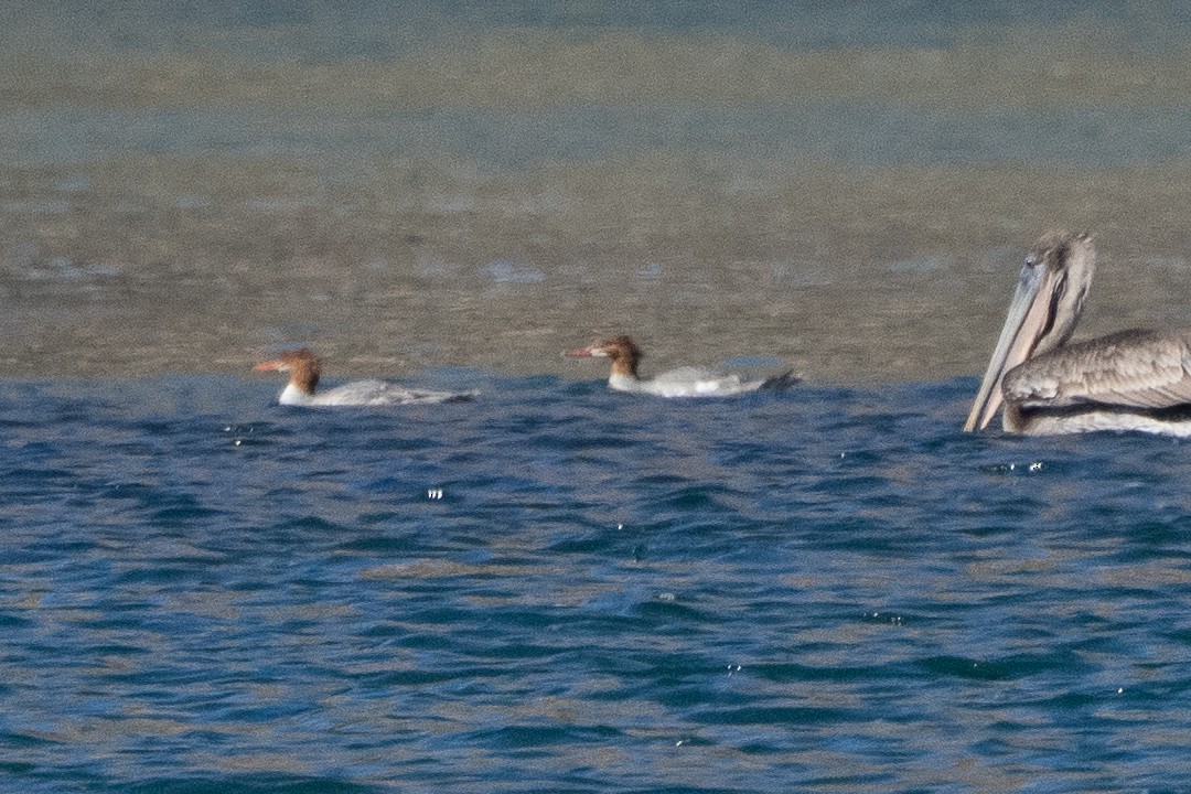 Common Merganser - ML643301286