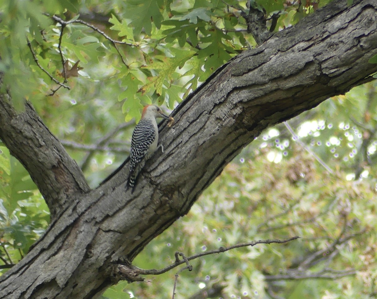 Red-bellied Woodpecker - ML643301290