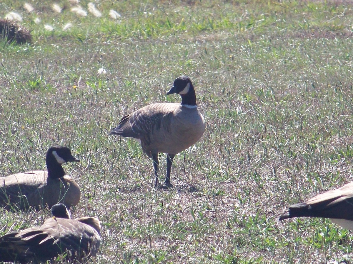 Cackling Goose - ML643301291