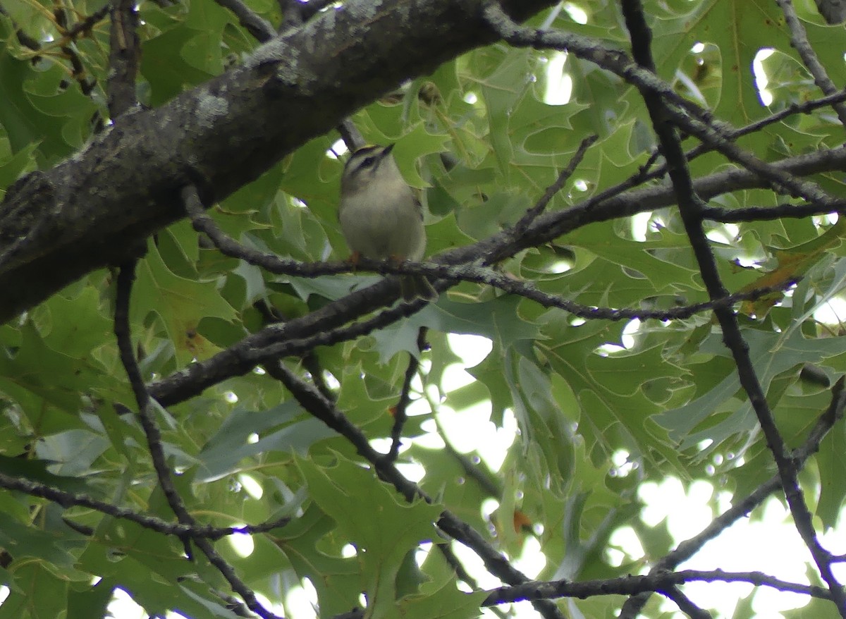 Golden-crowned Kinglet - ML643301299