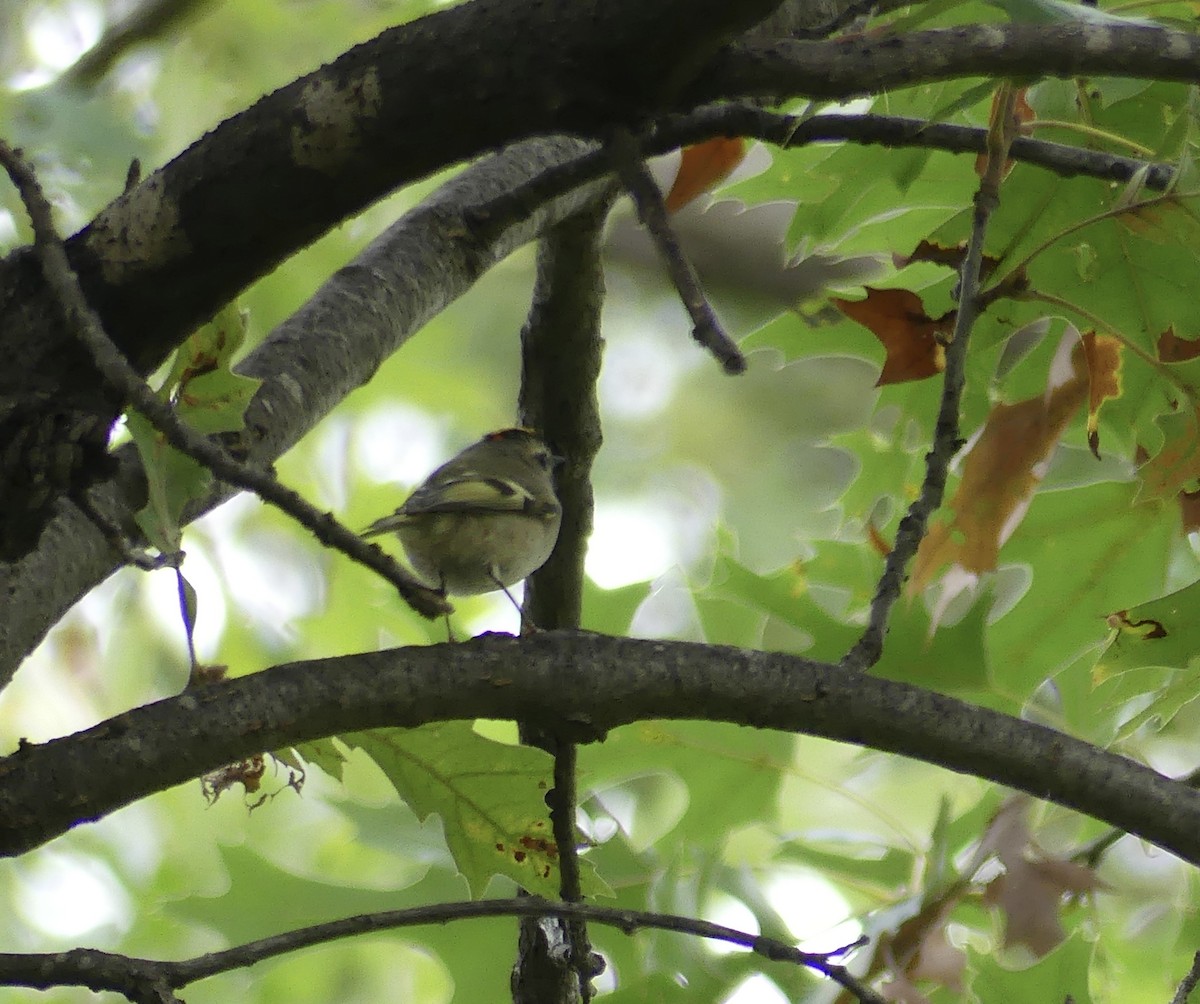 Golden-crowned Kinglet - ML643301300