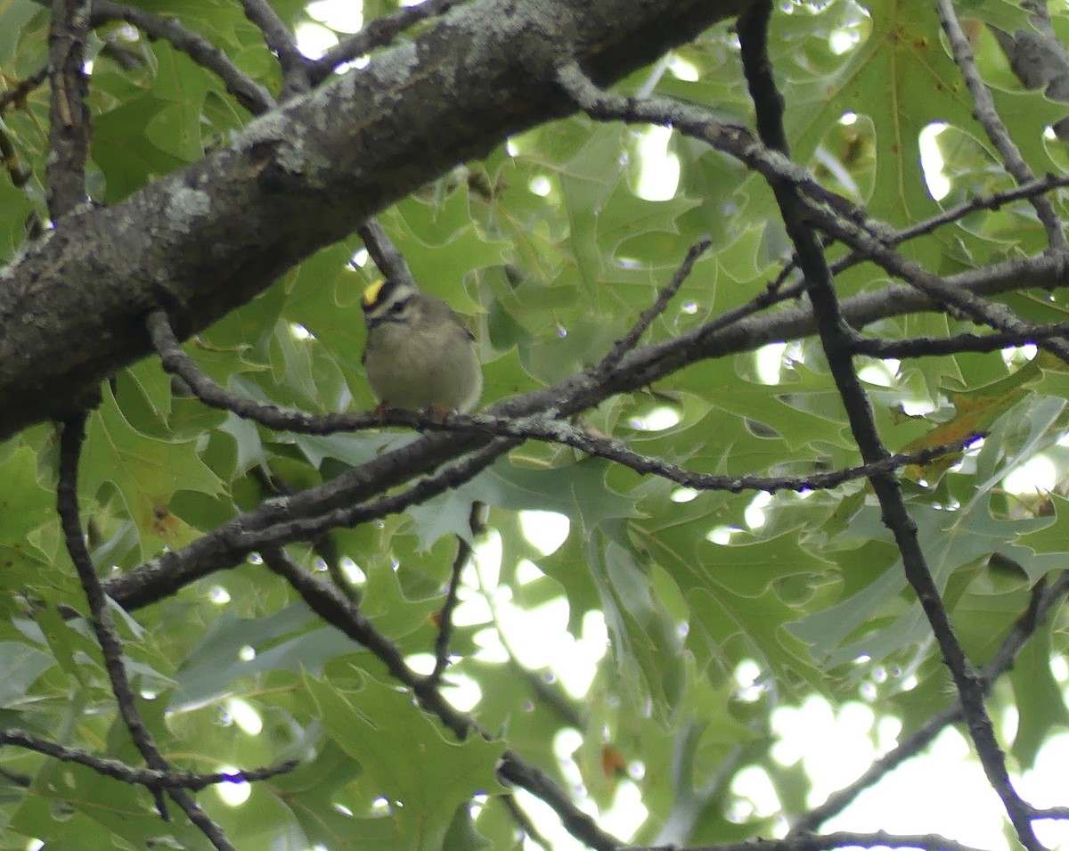 Golden-crowned Kinglet - ML643301301