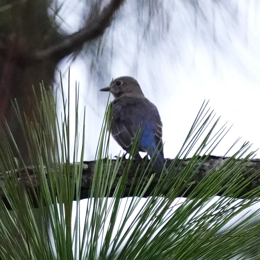 Eastern Bluebird - ML643301319