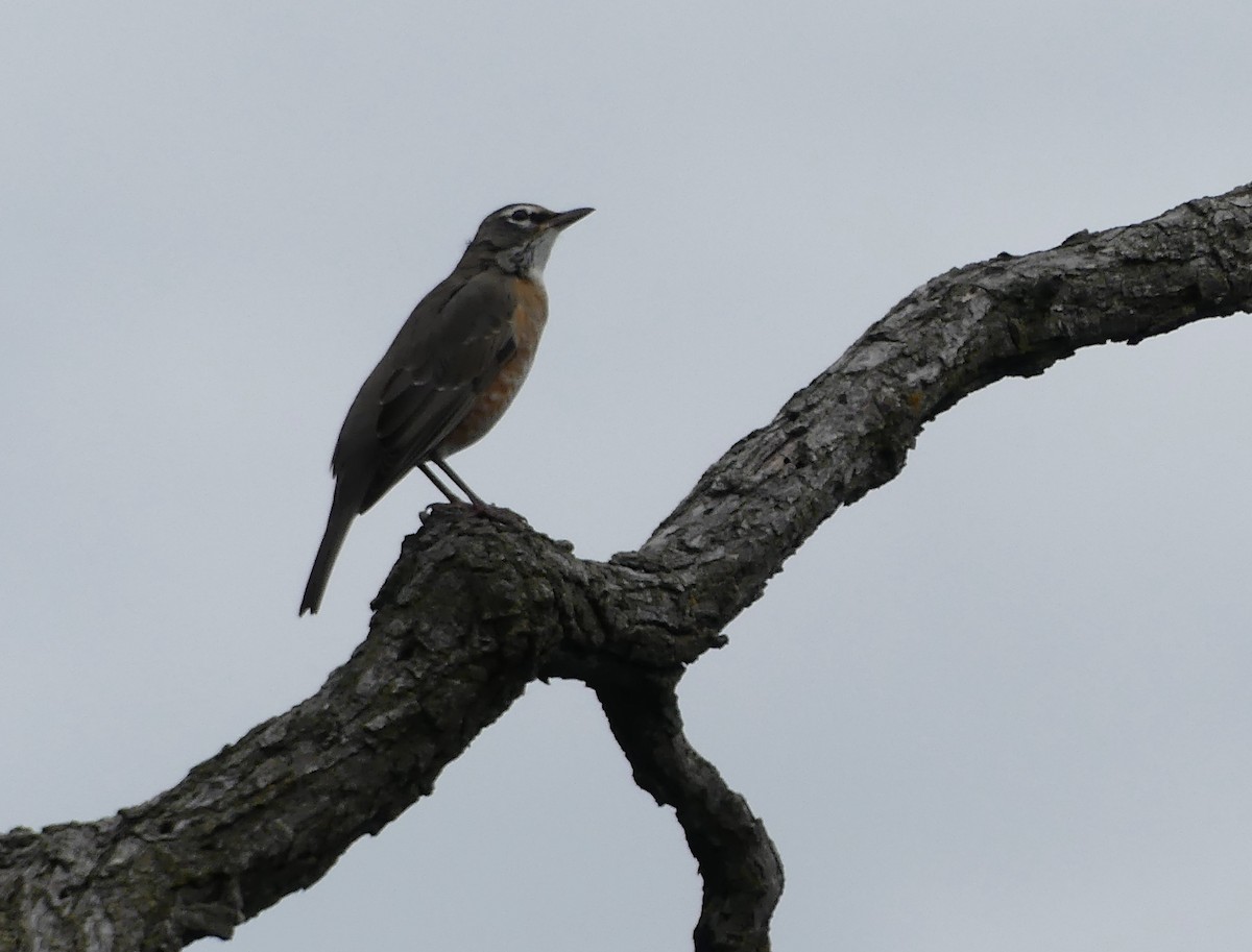 American Robin - ML643301325