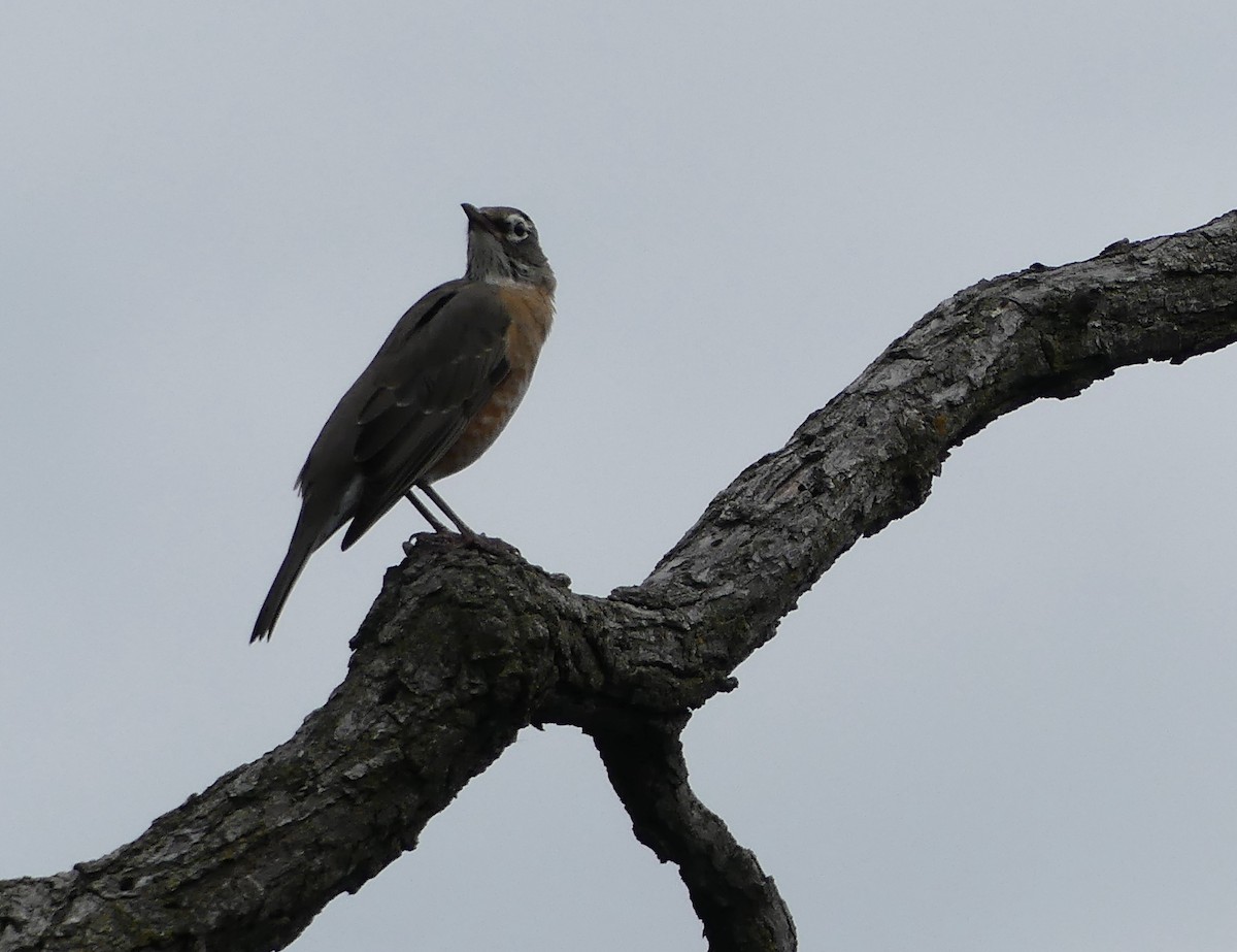 American Robin - ML643301326