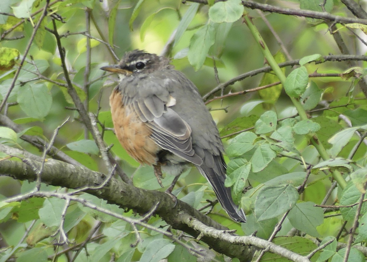 American Robin - ML643301327