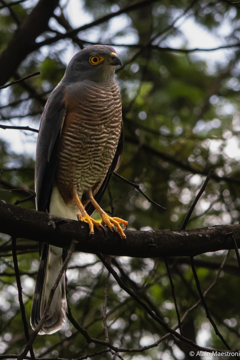 African Goshawk - ML643301328