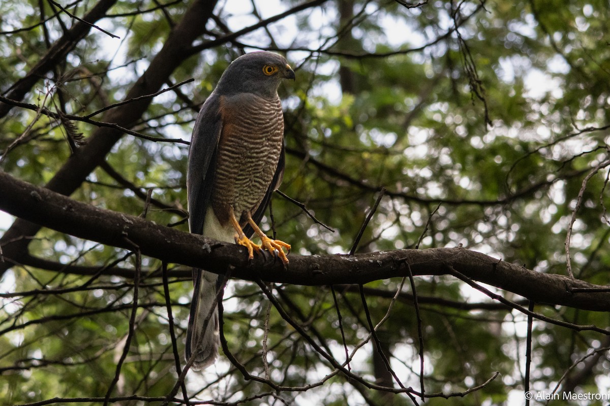 African Goshawk - ML643301329