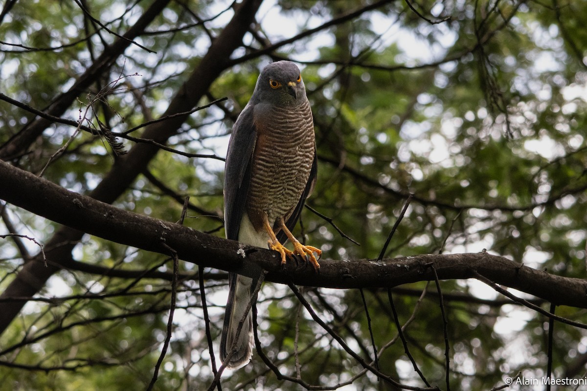 African Goshawk - ML643301330