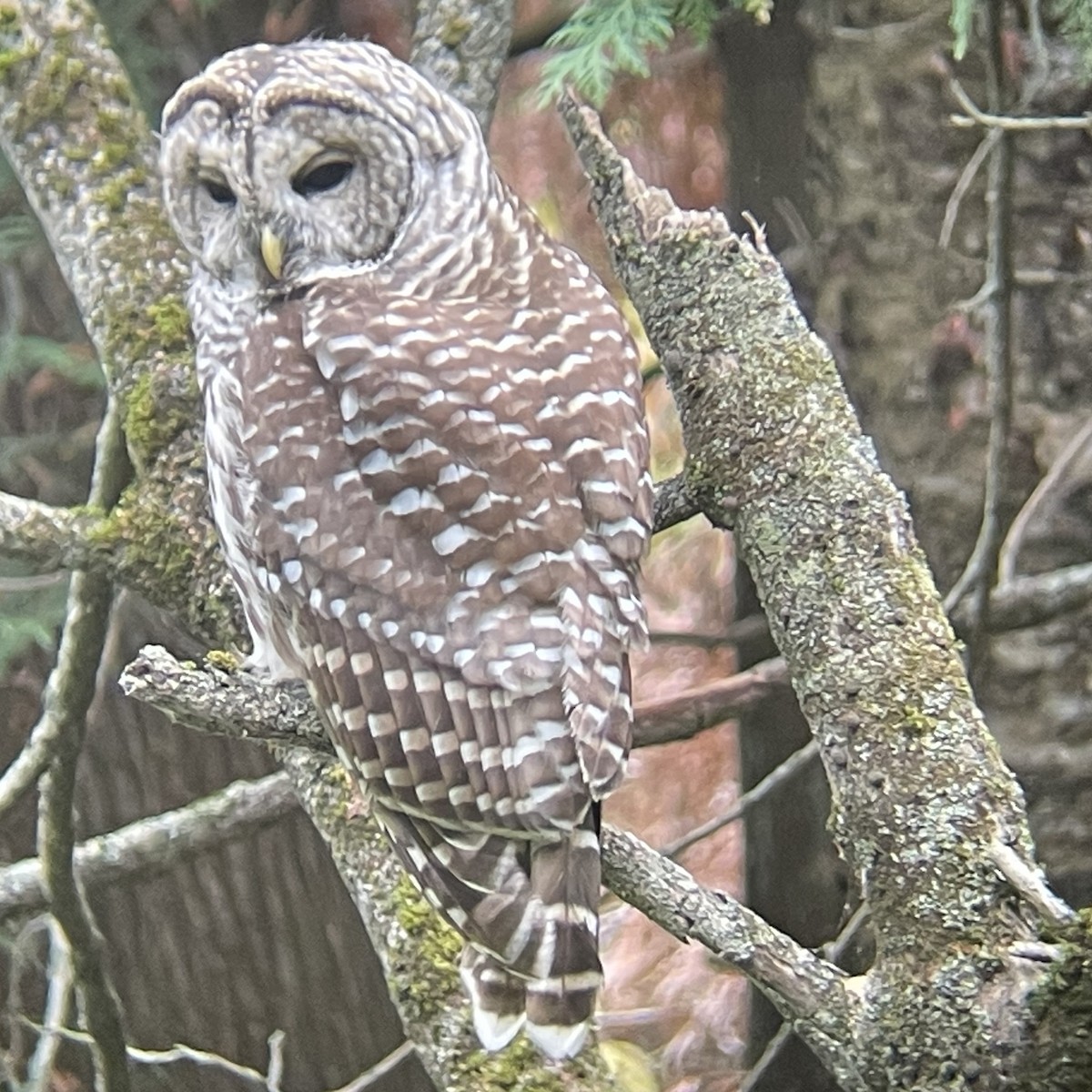 Barred Owl - Louie Dombroski