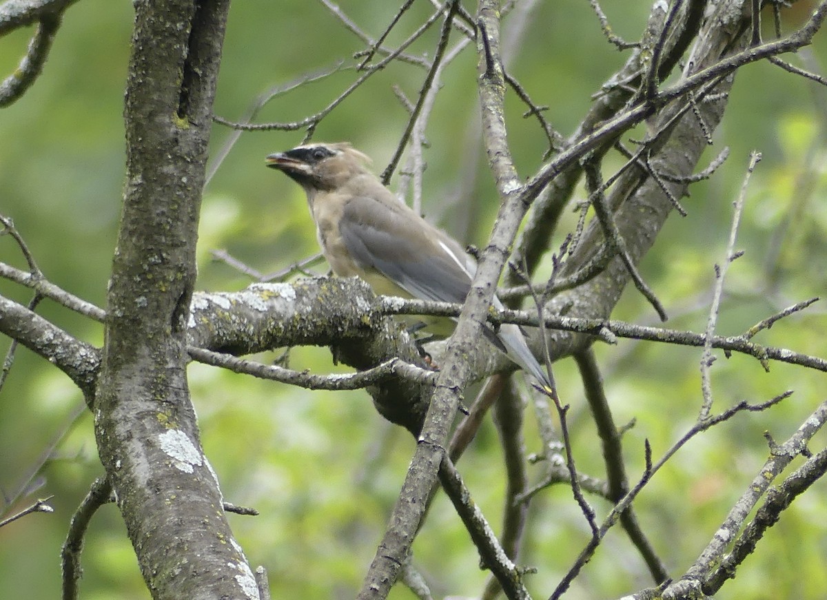 Cedar Waxwing - ML643301349