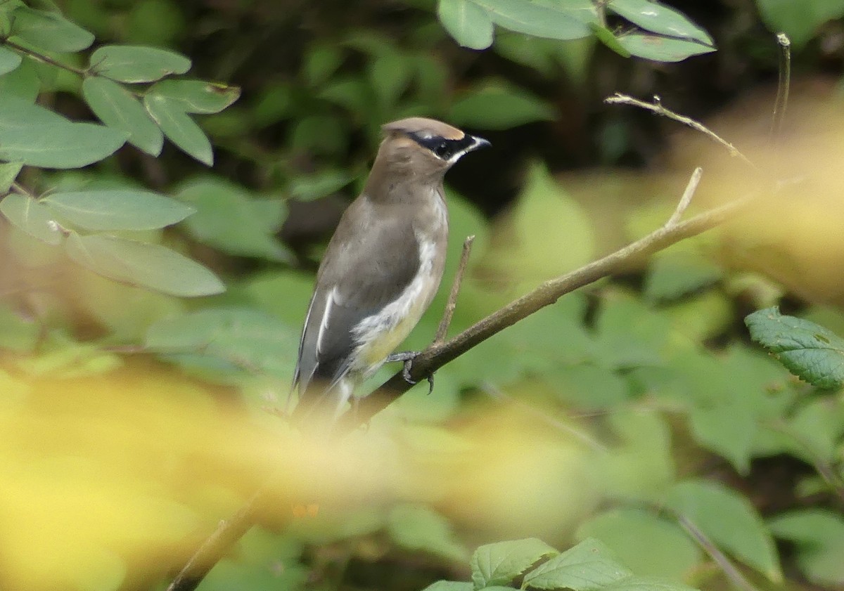 Cedar Waxwing - ML643301350