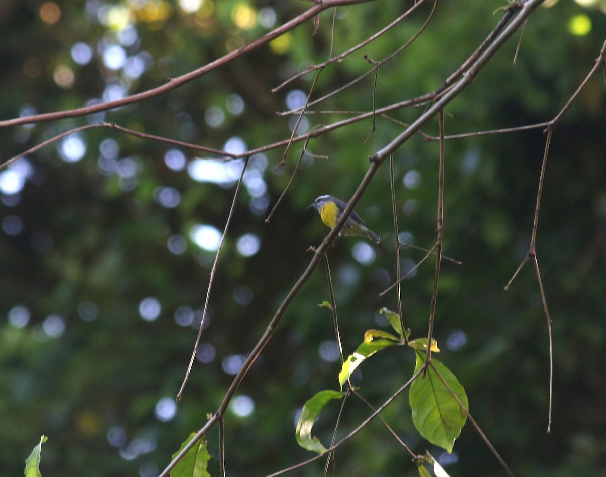 Bananaquit - ML643301363