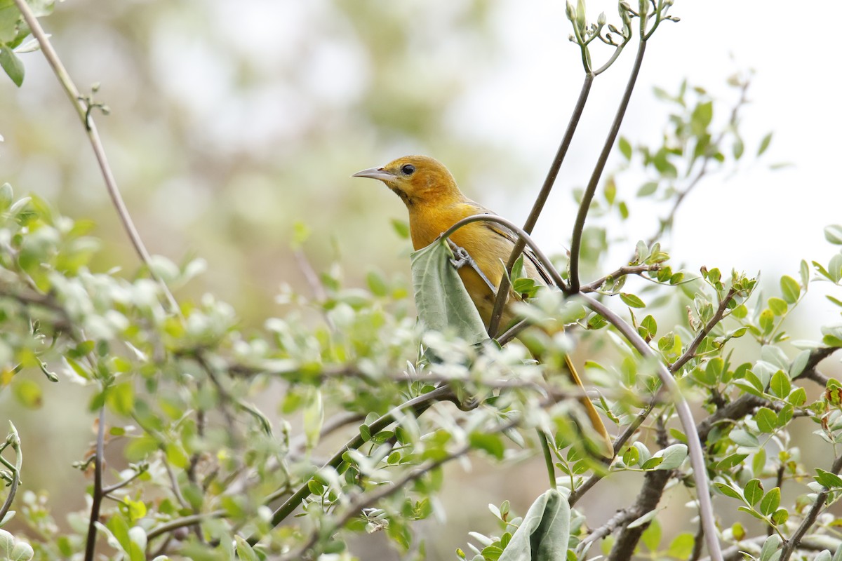 Hooded Oriole - ML643301372