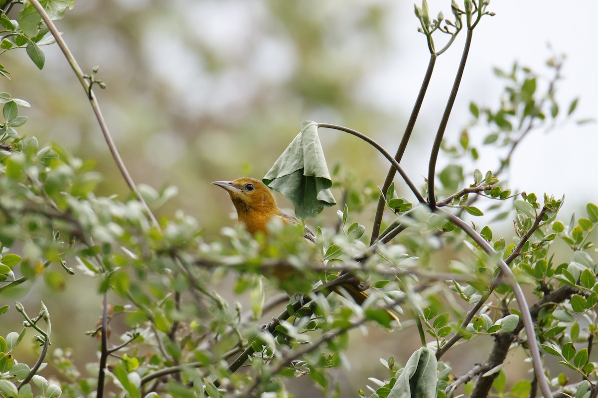 Hooded Oriole - ML643301374