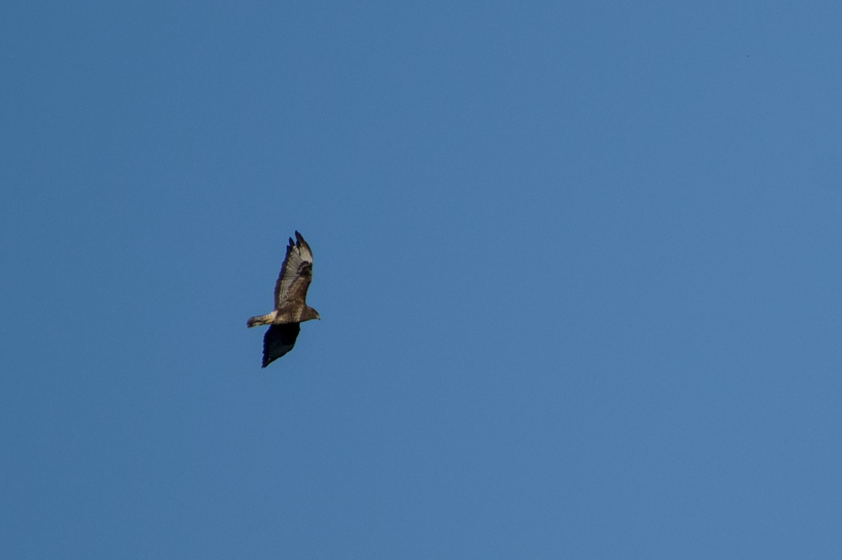Mäusebussard - ML643301383
