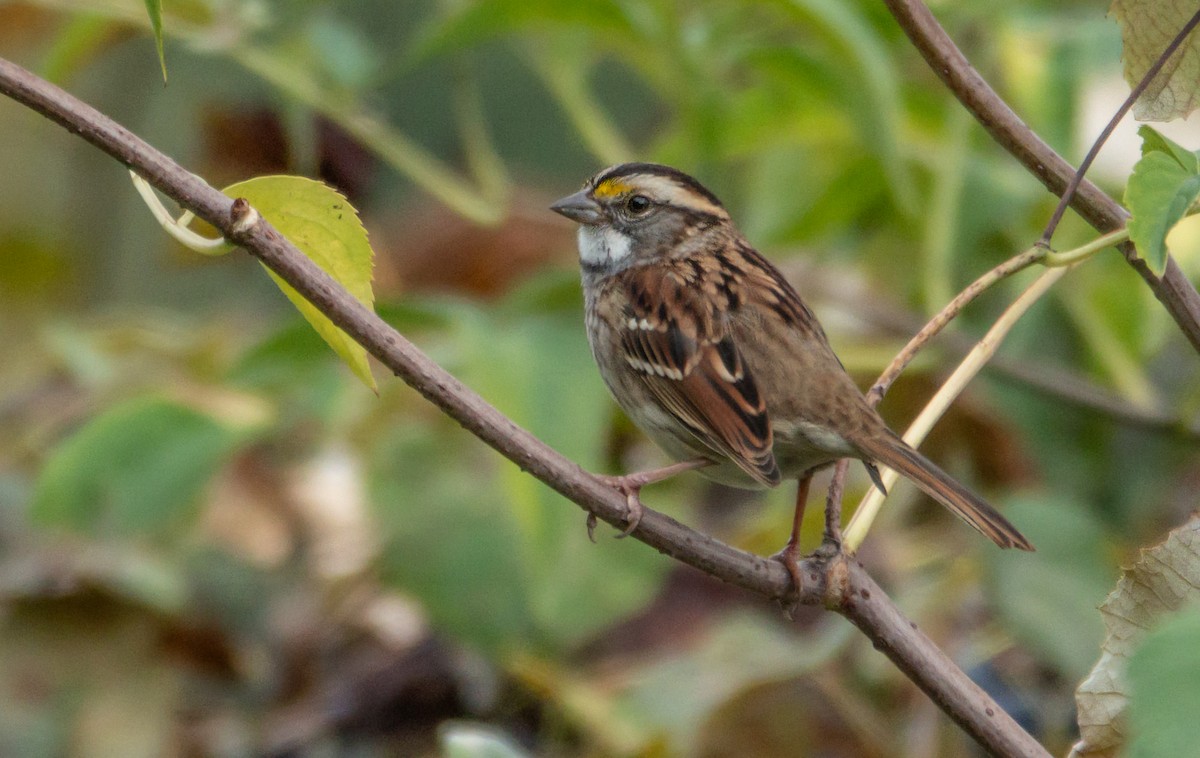 White-throated Sparrow - ML643301384
