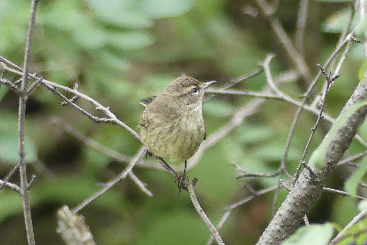 Palm Warbler - ML643301385