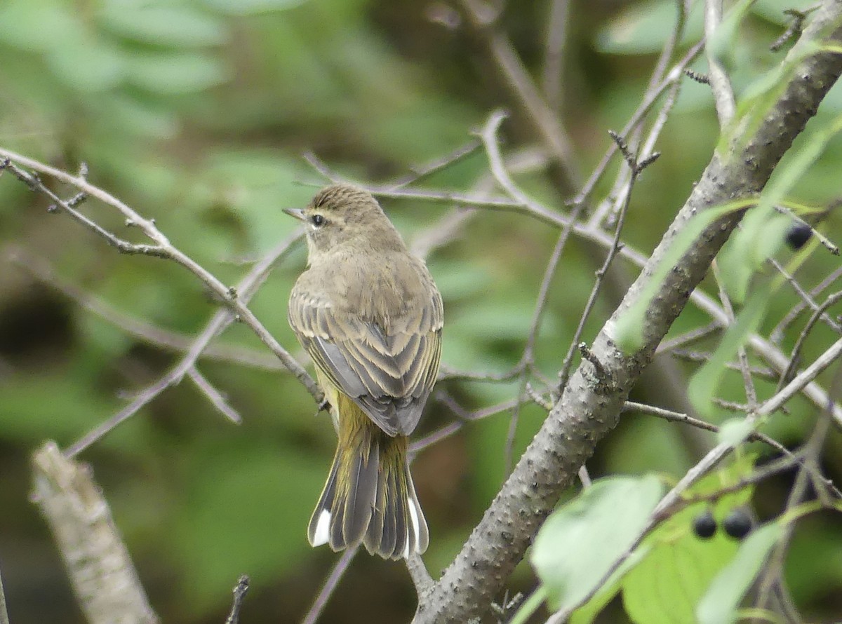 Palm Warbler - ML643301386