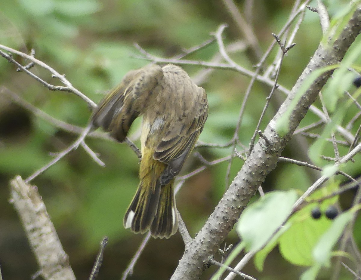 Palm Warbler - ML643301387