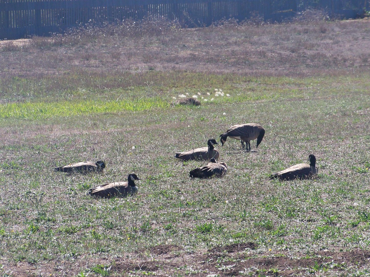 Cackling Goose - ML643301390