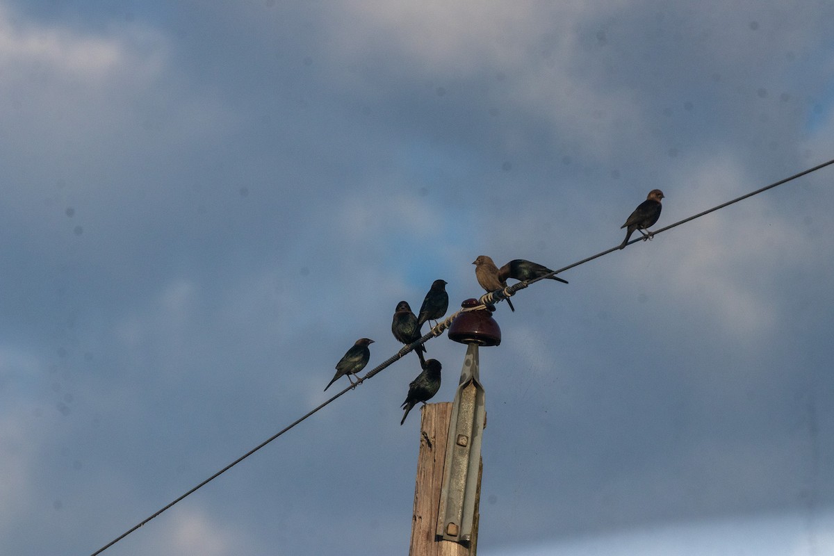 Brown-headed Cowbird - ML643301396