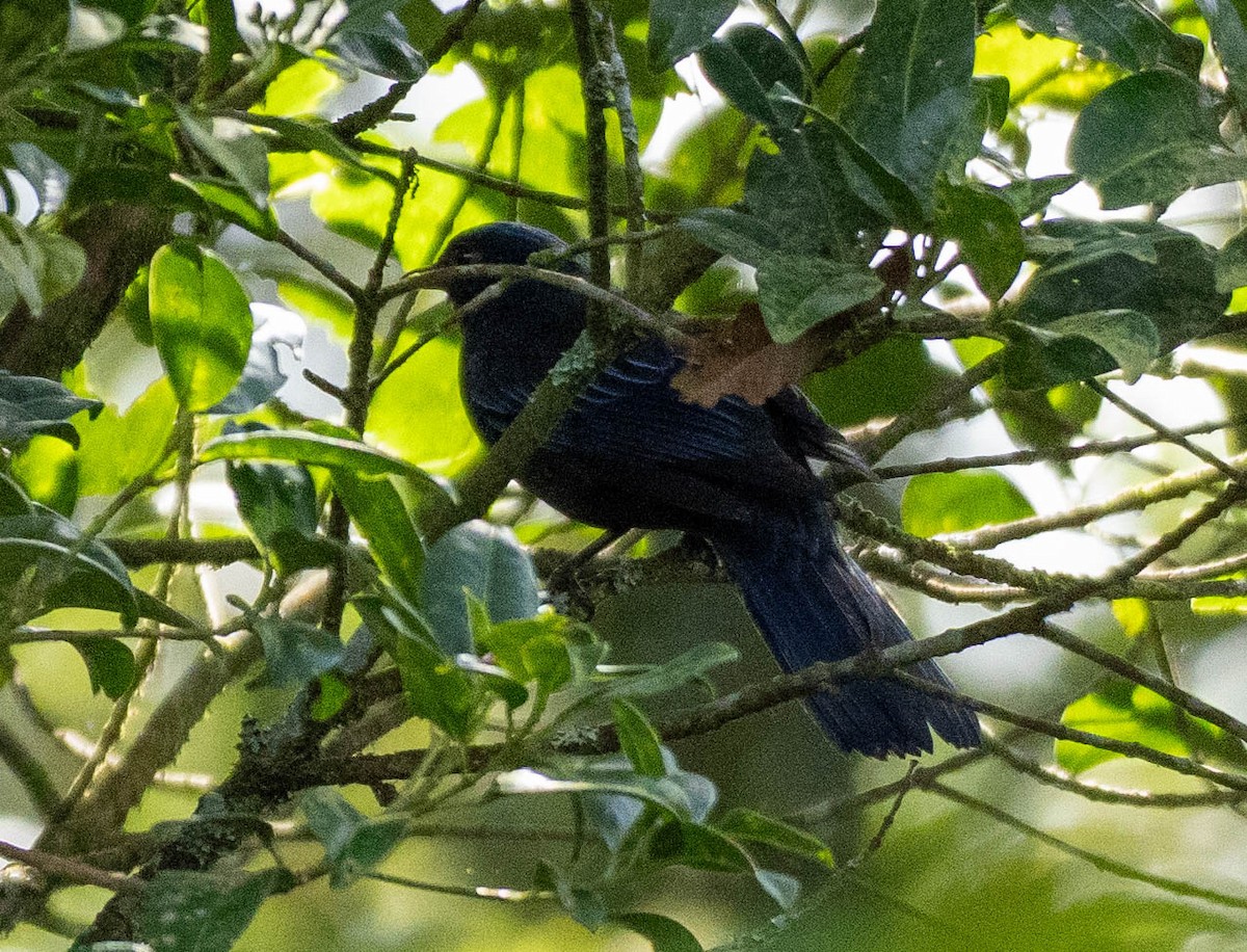 Sundaschnäpperdrossel - ML643301398