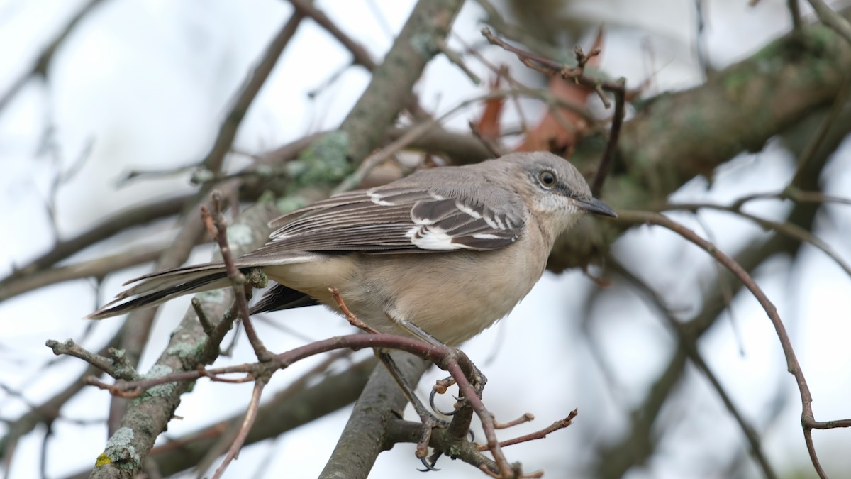 Northern Mockingbird - ML643301403