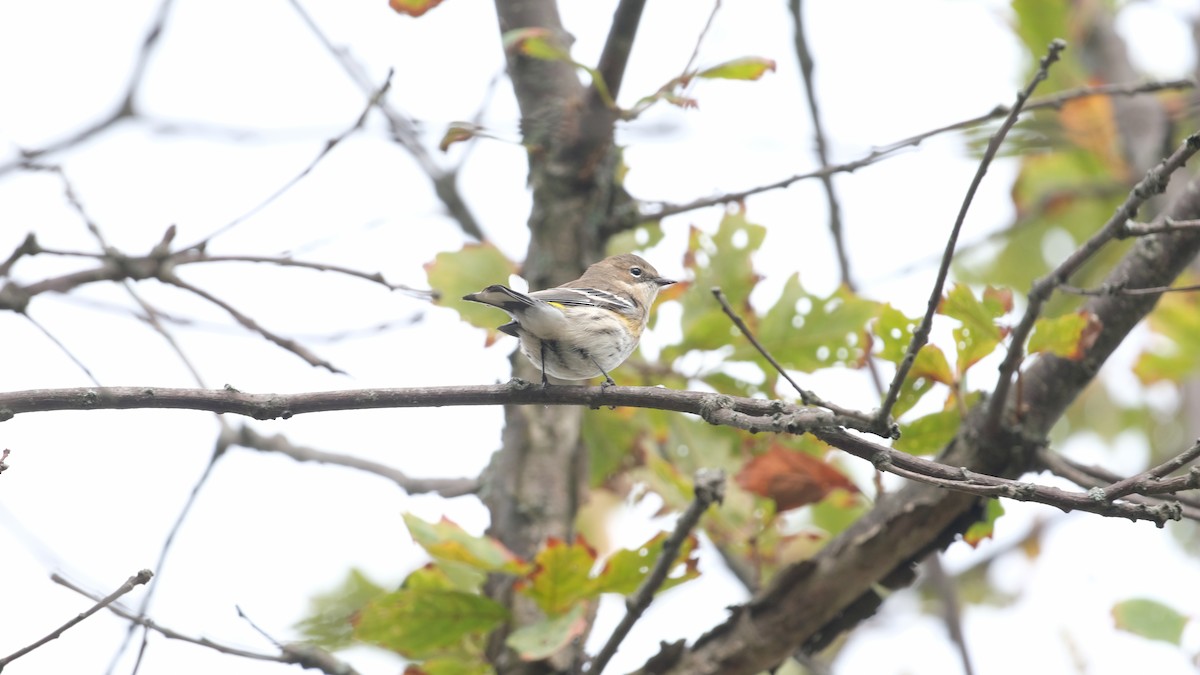 Yellow-rumped Warbler - ML643301405