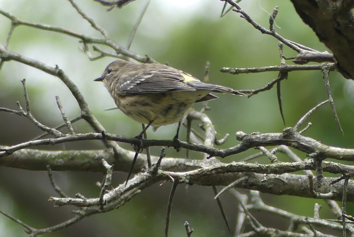 Yellow-rumped Warbler - ML643301406