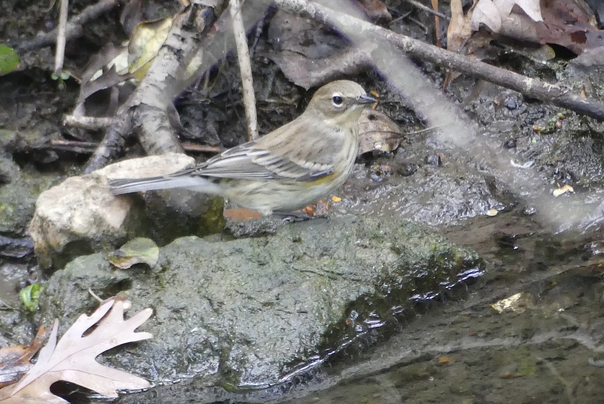 Yellow-rumped Warbler - ML643301408