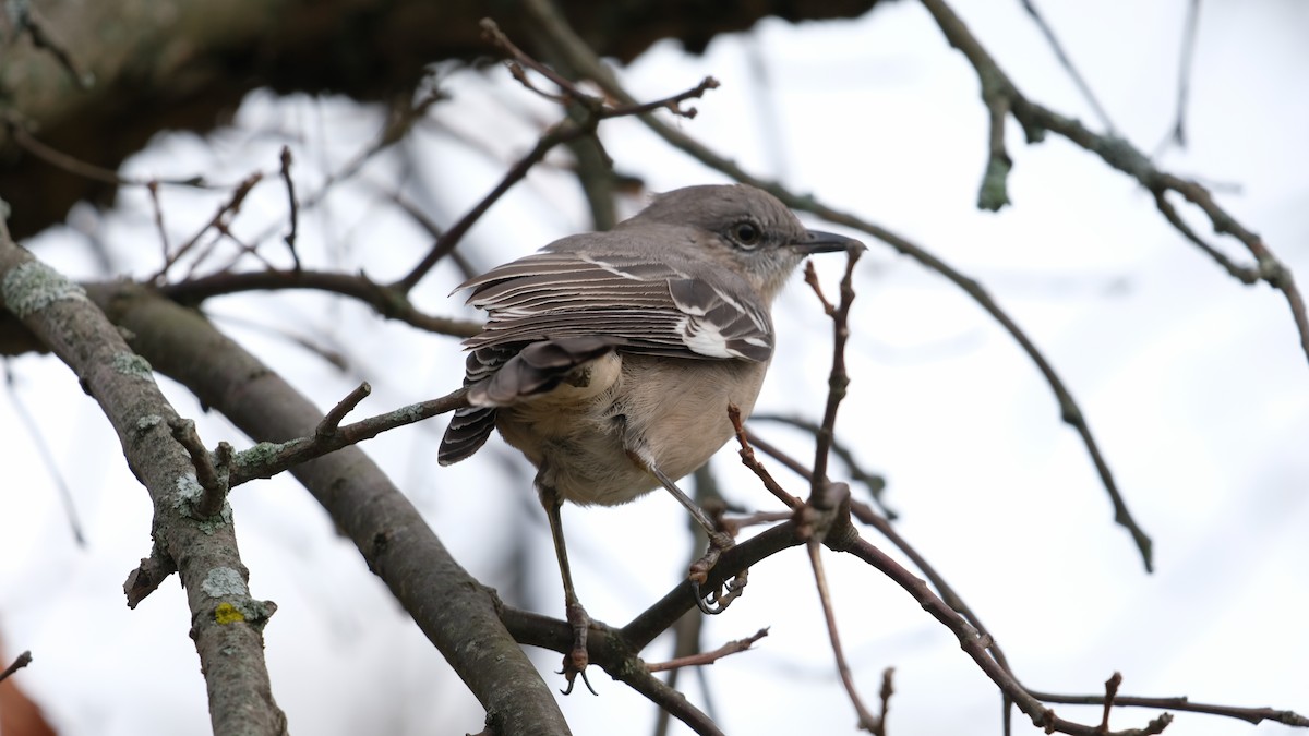 Northern Mockingbird - ML643301411