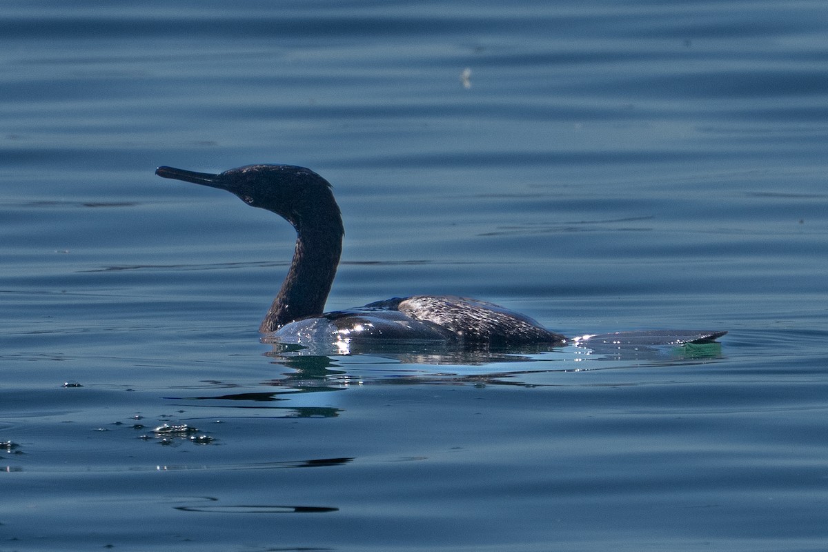 Pelagic Cormorant - ML643301412