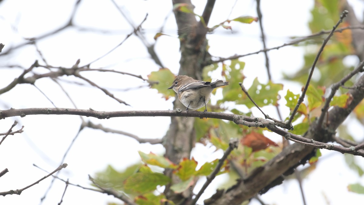 Yellow-rumped Warbler - ML643301425