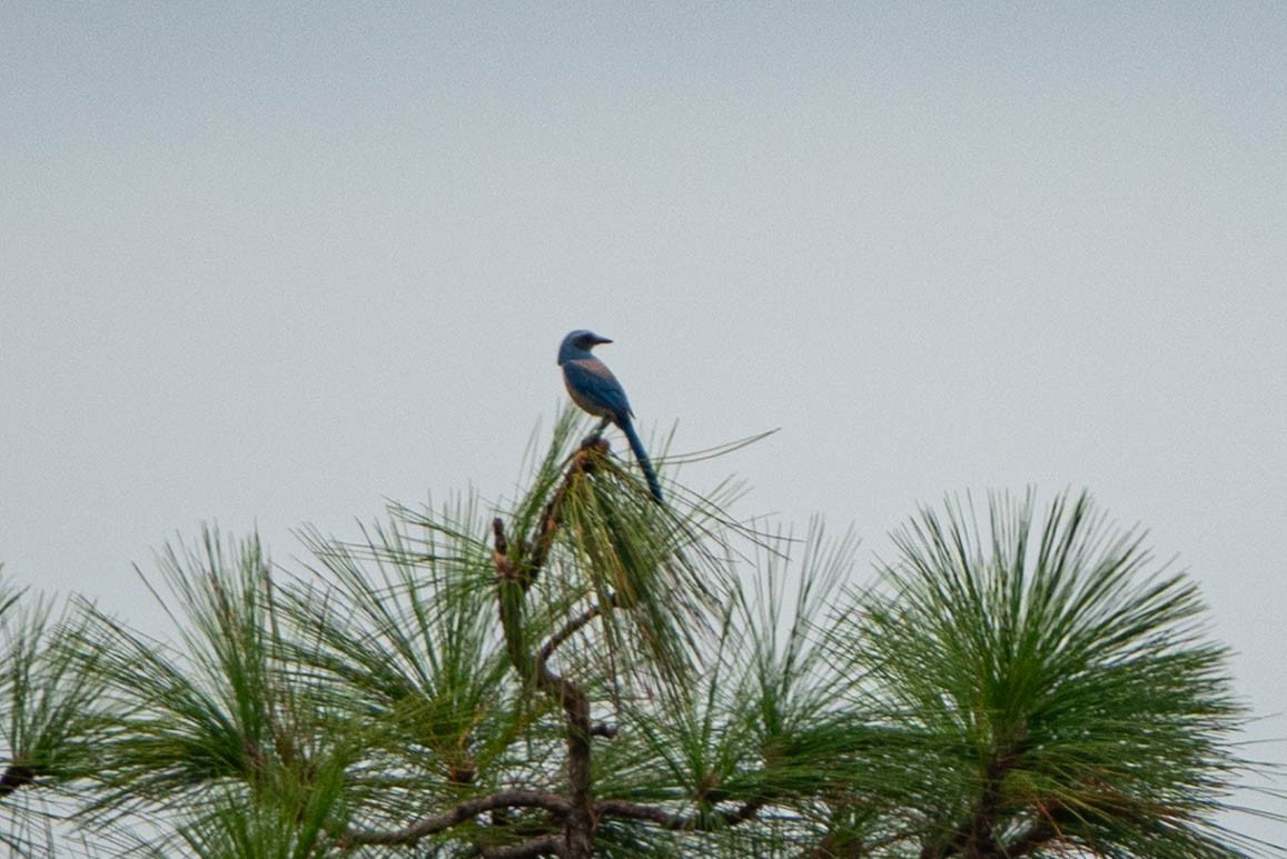 Florida Scrub-Jay - ML643301456