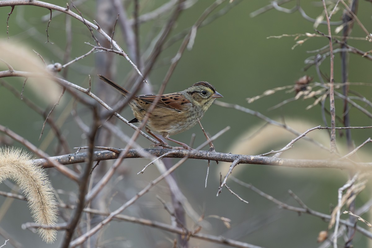 Swamp Sparrow - ML643301476