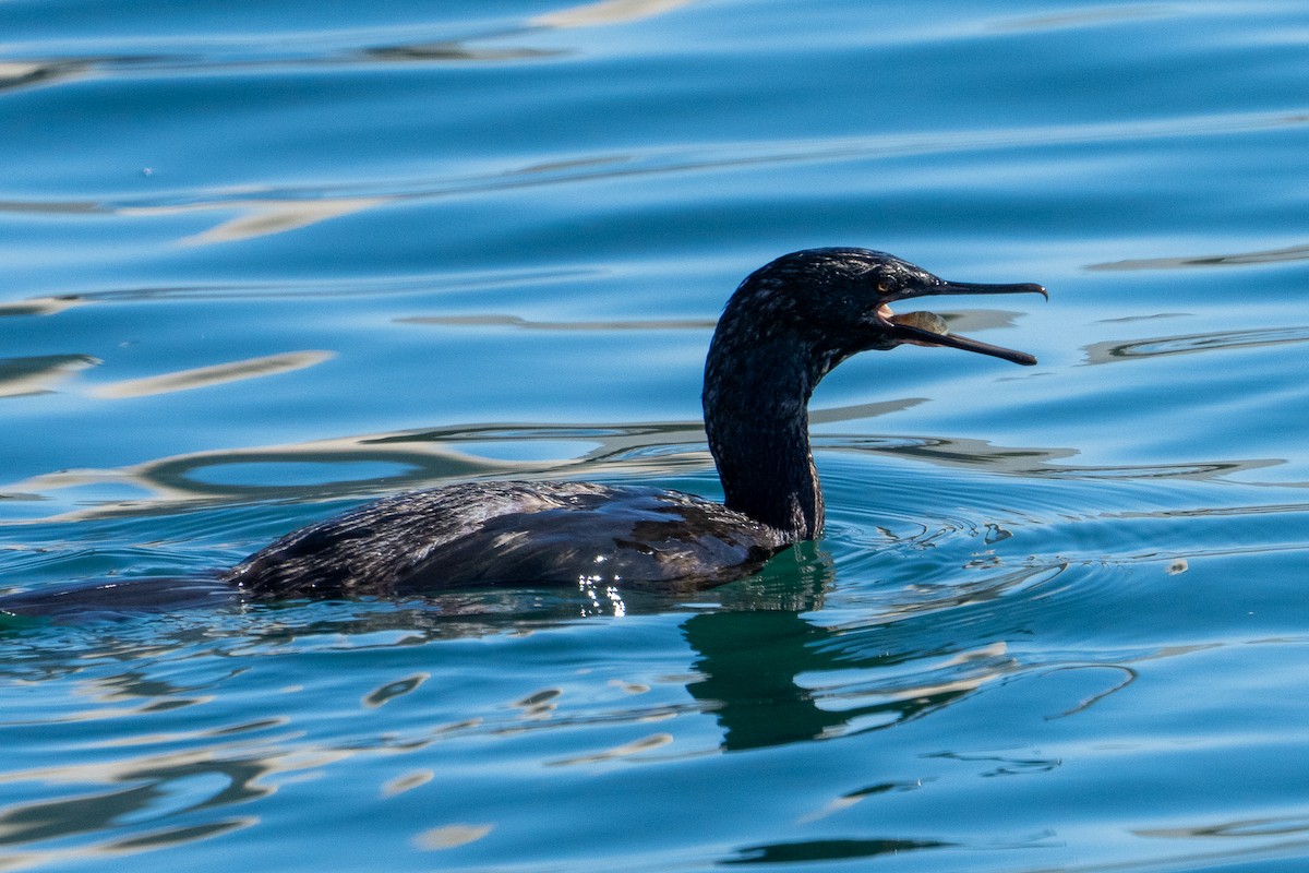 Pelagic Cormorant - ML643301477